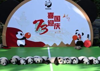 13 bayi panda yang baru lahir tampil di depan publik di Chengdu, China barat daya
