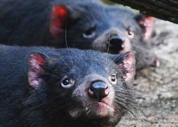 Album Asia: Empat Tasmanian Devil yang terancam punah tampil perdana di Night Safari Singapore