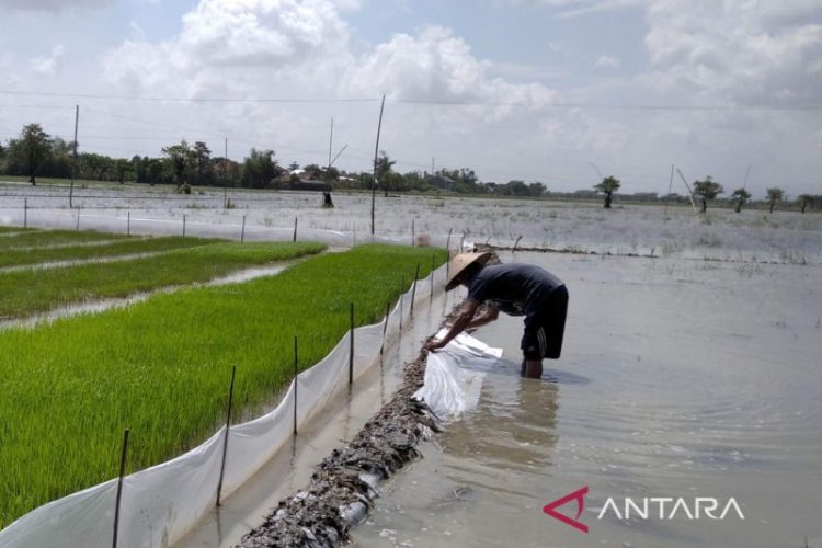 298 hektare tanaman padi di Kudus tergenang banjir