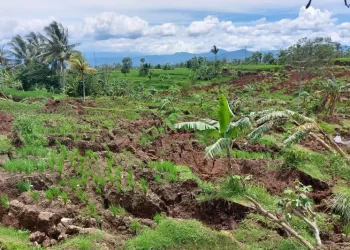 317 Hektare Lahan Sawah di Cianjur Rusak Akibat Gempa