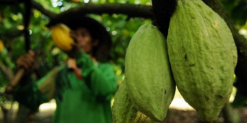 Aceh terapkan program pemangkasan untuk tingkatkan produksi kakao
