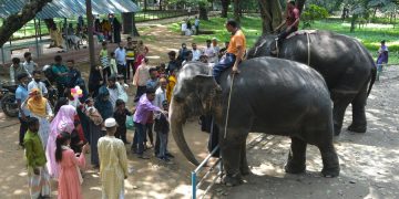 Album Asia:  Mengintip aktivitas hewan-hewan di berbagai negara pada Hari Hewan Sedunia