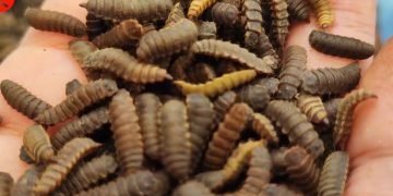 Budidaya maggot potensi menggiurkan untuk dikembangkan - ANTARA News