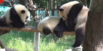 Cara panda raksasa mengajak anaknya berolahraga di cuaca panas - ANTARA News