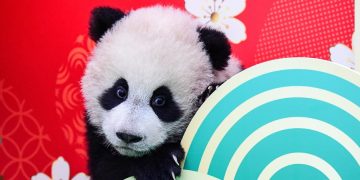 China akan luncurkan babak baru kerja sama konservasi panda raksasa internasional