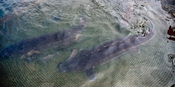 China capai terobosan baru dalam pemulihan kemampuan reproduksi alami ikan sturgeon Yangtze di alam liar