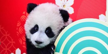China perluas kerja sama internasional konservasi panda raksasa