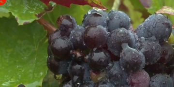 Dilanda cuaca panas, petani anggur Prancis panen lebih awal - ANTARA News