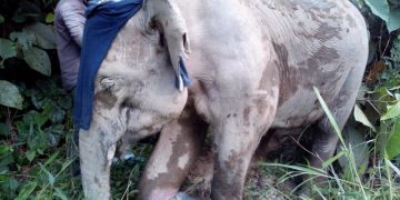 Gajah liar ditemukan luka parah di kaki di pedalaman Aceh Jaya