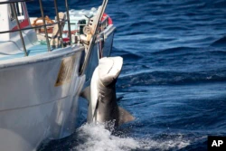 ILustrasi - Dalam foto yang dirilis oleh Sea Shepherd ini, seekor hiu macan jantan digantung di atas kapal penangkap ikan di Moses Rock di pantai Australia Barat, 22 Februari 2014.