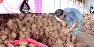 Kalsel ekspor perdana buah kelapa tua ke China - ANTARA News