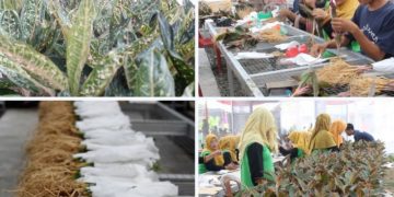 Kelompok Wanita Tani Lampung ekspor 10 ribu aglonema ke Turki - ANTARA News