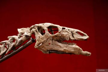 Lelang kerangka dinosaurus yang diawetkan di Paris