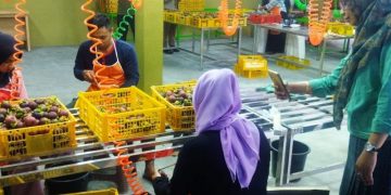 NTB ekspor manggis dan rambutan ke Dubai