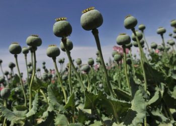 PBB: budidaya opium di Myanmar meningkat setelah junta berkuasa