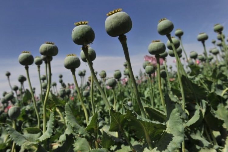 PBB: budidaya opium di Myanmar meningkat setelah junta berkuasa