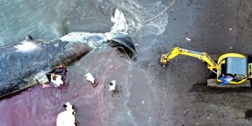 Paus mati di Teluk Osaka ditenggelamkan di lepas pantai