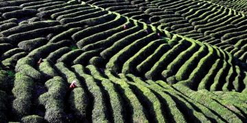 Pembuatan teh tradisional China masuk daftar warisan budaya UNESCO