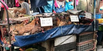 Pemerintah Malaysia belum tetapkan tanggal cabut larangan ekspor ayam