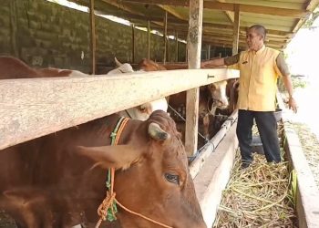 Pemkab Klaten tingkatkan pengawasan kesehatan sapi cegah LSD - ANTARA News