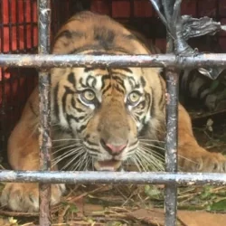 Harimau Sumatera masuk perangkap yang dibuat oleh warga di desa Lhok Bengkuang, Tapaktuan, Aceh Selatan, Senin, 25 Juli 2022. (Sumber: BKSDA Aceh)