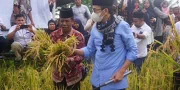 TGB Zainul Majdi bina Peta NWDI Lombok kembangkan padi organik