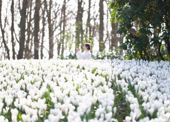 Taman bunga Keukenhof di Belanda dibuka untuk umum