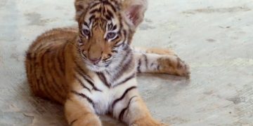 Bayi kembar harimau benggala calon primadona kebun ...