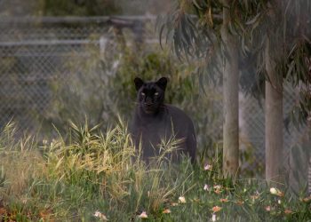Black Panther alias Macan Kumbang