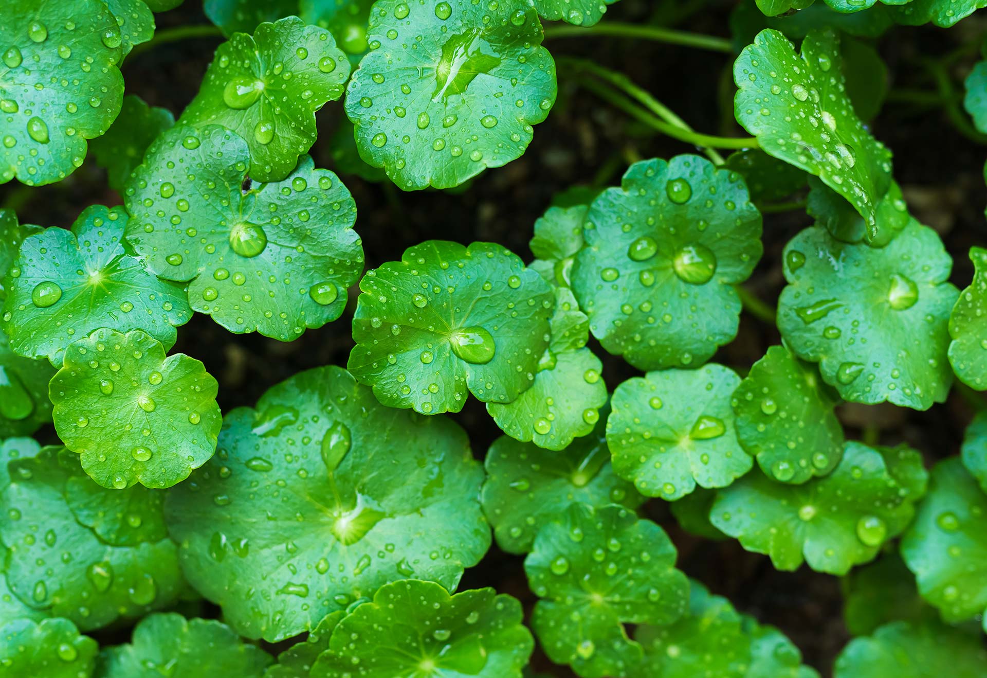 Centella