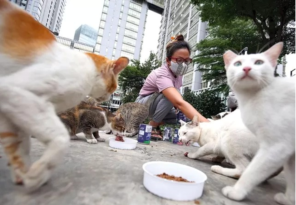 Kegiatan Street Feeding yang sering kali dilakukan oleh catlovers