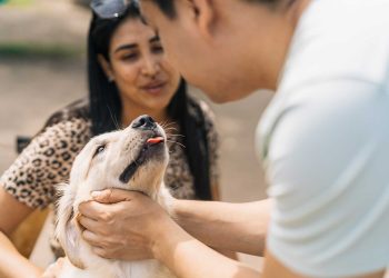 Anjing adalah sahabat manusia, tapi memeliharanya merupakan keputusan yang penuh tanggung jawab