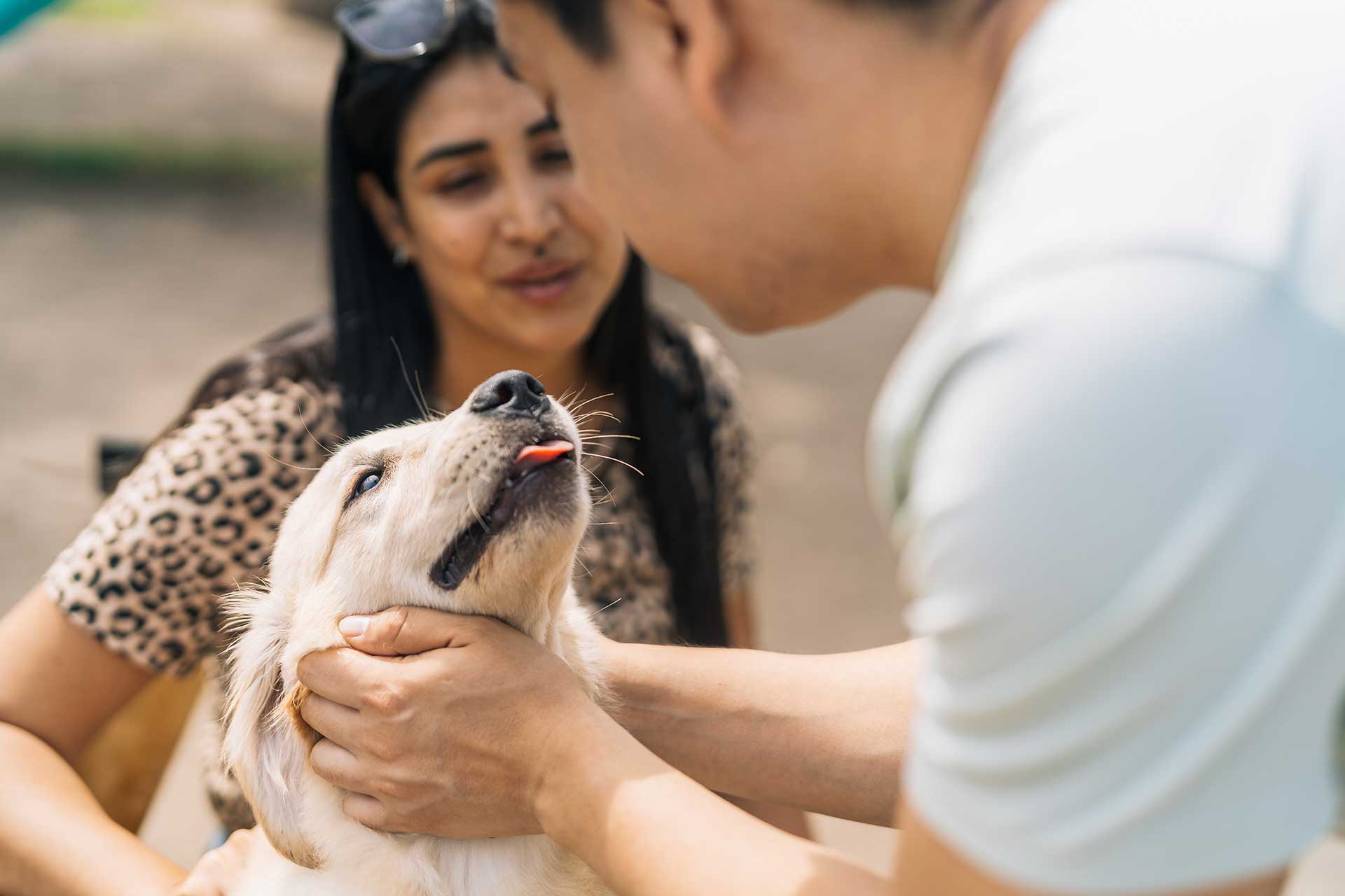 Anjing adalah sahabat manusia, tapi memeliharanya merupakan keputusan yang penuh tanggung jawab