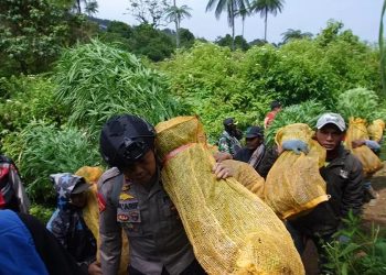 Aparat Kepolisian Menemukan Ladang Ganja di Gunung Bromo