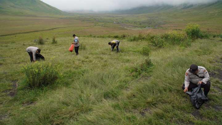 Ladang Ganja di Gunung Bromo Ladang Ganja di Gunung Bromo