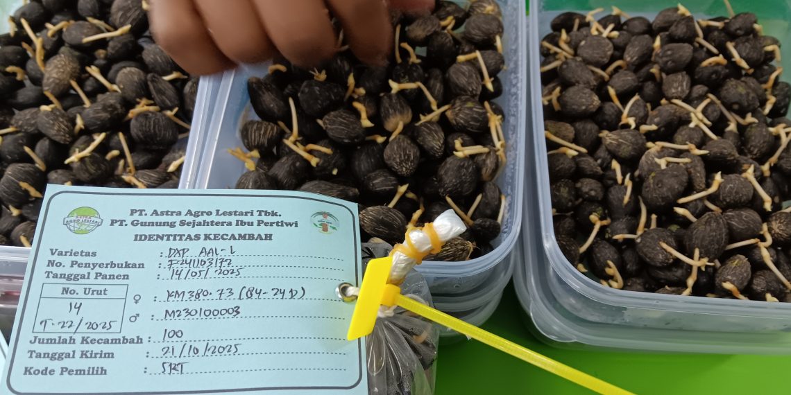 Bibit Sawit Asli Punya “KTP” Astra Agro Lestari Ungkap Perbedaannya
