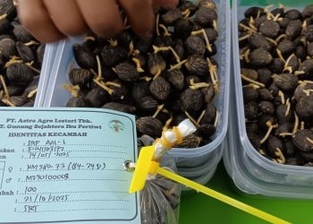 Bibit Sawit Asli Punya “KTP” Astra Agro Lestari Ungkap Perbedaannya