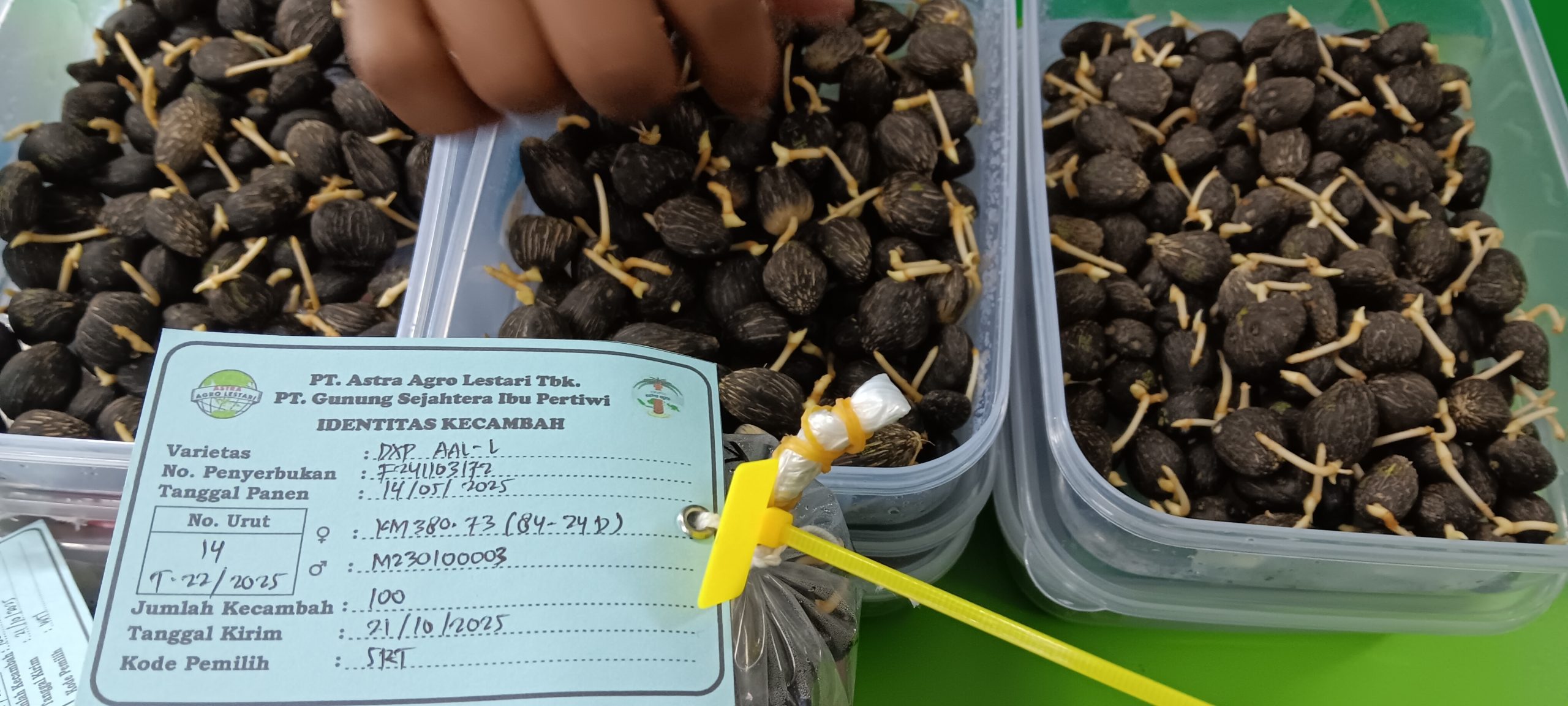 Bibit Sawit Asli Punya "KTP" Astra Agro Lestari Ungkap Perbedaannya