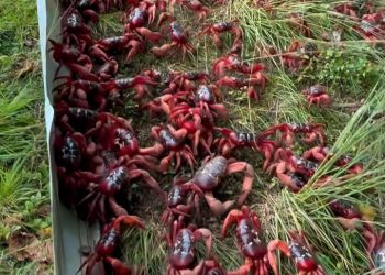 Pulau Christmas Jadi Lautan Kepiting, Pemandangan Ajaib yang Hanya Terjadi Sekali Setahun