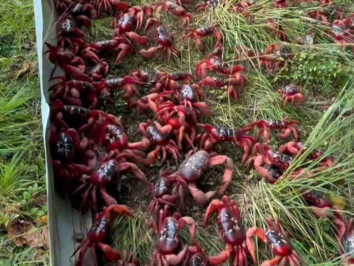 Pulau Christmas Jadi Lautan Kepiting, Pemandangan Ajaib yang Hanya Terjadi Sekali Setahun
