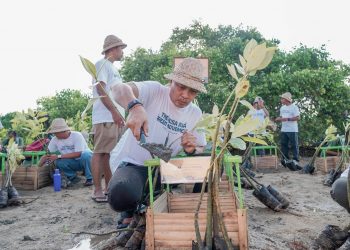 Road to The Nusa Dua Festival 2025: ITDC Tanam 320 Mangrove di Pulau Pudut Dukung Pariwisata Berkelanjutan