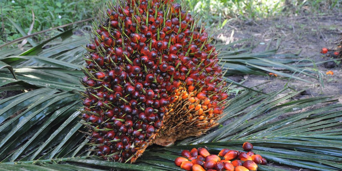 Pemerintah Siapkan Transisi Energi Baru: Bioetanol 10% Bikin Ekonomi Lebih Hijau