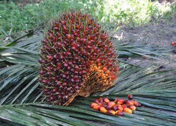 Pemerintah Siapkan Transisi Energi Baru: Bioetanol 10% Bikin Ekonomi Lebih Hijau