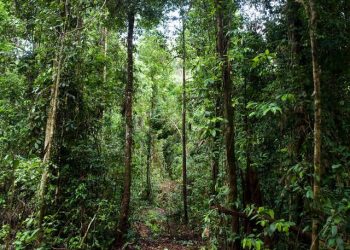 Rayonier dan PotlatchDeltic Bergabung Bentuk Raksasa Produk Kayu Senilai $8,2 Miliar