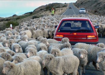 Selandia Baru Punya Populasi Domba Lebih Banyak dari Manusianya