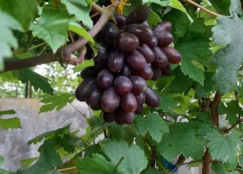 Kota Penghasil Anggur Pinot Noir di Jepang Diberkati Perubahan Iklim, Kini Khawatir Cuaca Ekstrem