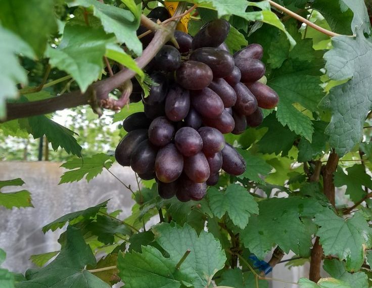 Kota Penghasil Anggur Pinot Noir di Jepang Diberkati Perubahan Iklim, Kini Khawatir Cuaca Ekstrem