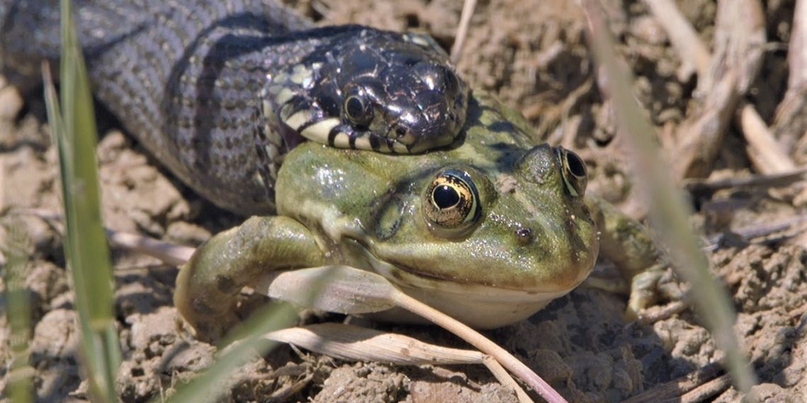 Rahasia di Balik Kulit Licin dan Lompatan Katak yang Menakjubkan