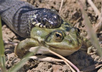 Rahasia di Balik Kulit Licin dan Lompatan Katak yang Menakjubkan
