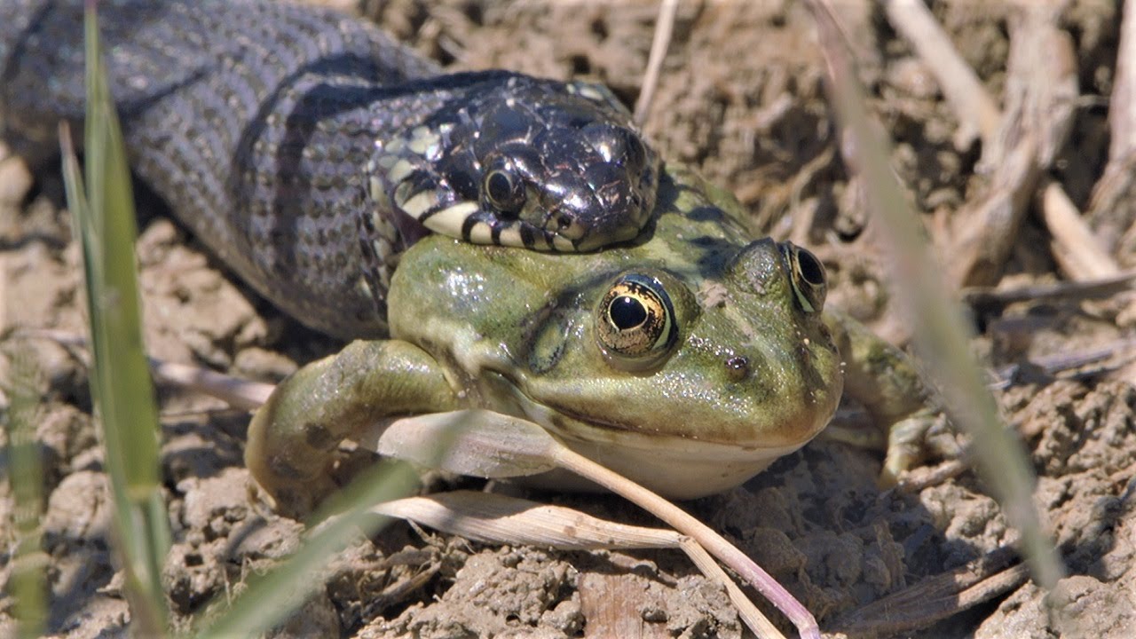 Rahasia di Balik Kulit Licin dan Lompatan Katak yang Menakjubkan
